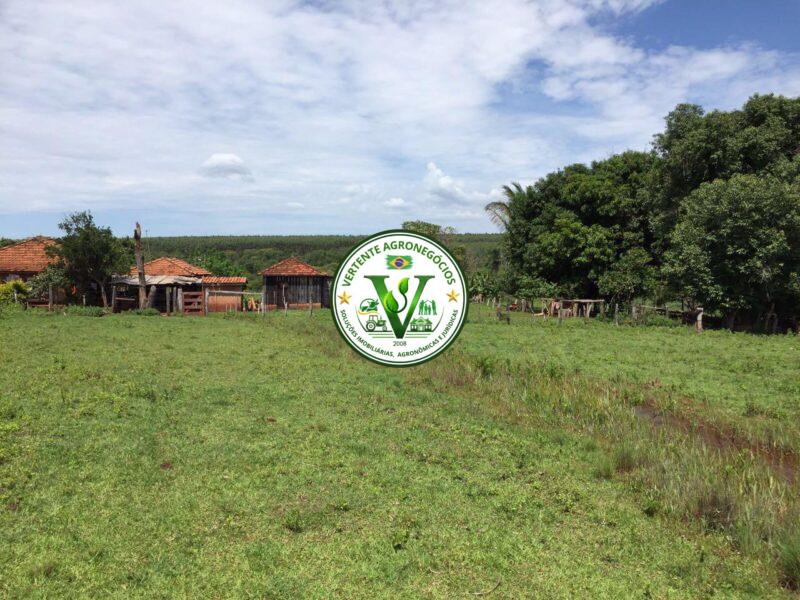 FAZENDA A VENDA CAMPO GRANDE MS #4