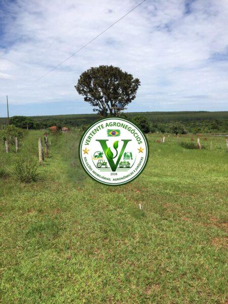 FAZENDA A VENDA CAMPO GRANDE MS #4