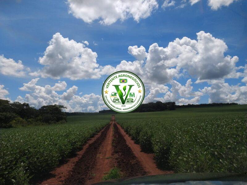 FAZENDA LAVOURA DE GRÃOS #1