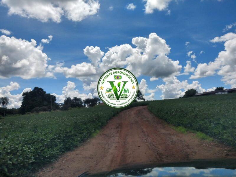 FAZENDA LAVOURA DE GRÃOS #1